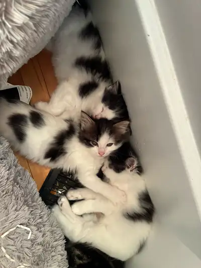 Each kitten is playful, cuddly, and raised with love in a clean, safe home. They’re used to people,...