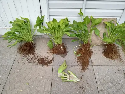 Hostas - $2 per chunk, View more