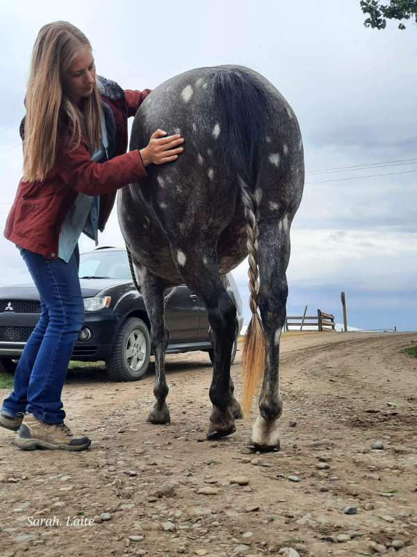 Certified Equine Massage Therapy($120.00/session) in Animal & Pet Services in Calgary - Image 4
