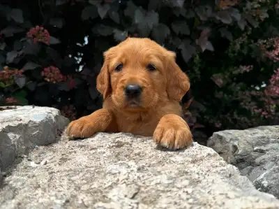 CKC Male Red Retriever , View more