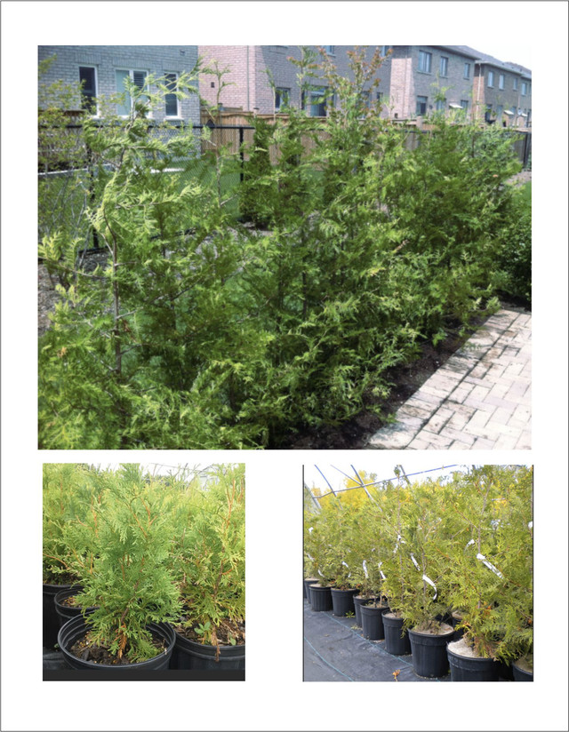 Cedar Trees Wholesale 2ft-3ft $6 each in Plants, Fertilizer & Soil in Barrie - Image 3