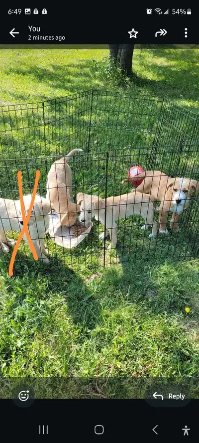 PRICE REDUCED puppies ready to go, View more