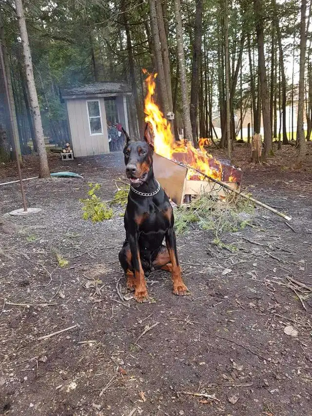 European Dobermans in Dogs & Puppies for Rehoming in City of Toronto - Image 9