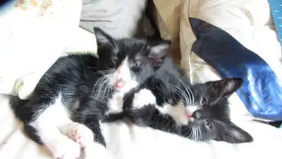 Two precocious kittens available as of June 18th. Litter trained and extremely social. We are asking...