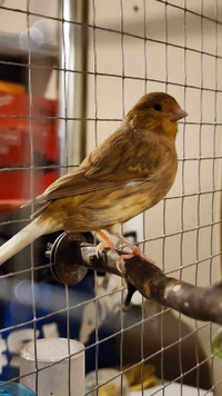 Female canary with a cage