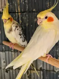 Cockatiel Couple 2 years old