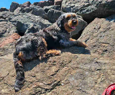 F1b Aussiedoodle wait list available in Dogs & Puppies for Rehoming in Saint John - Image 3