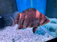 Tiger fish 
