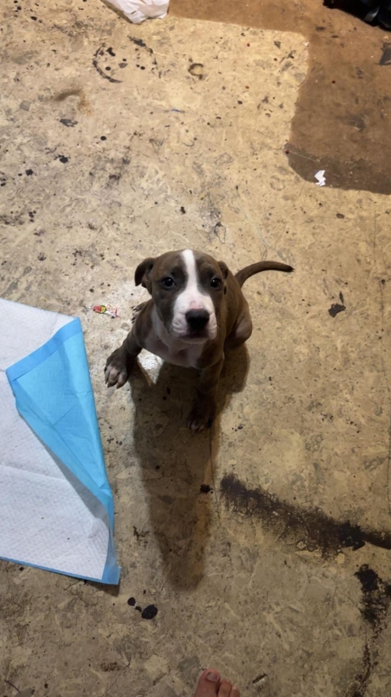 Female Named Mistee Dogs & Puppies for Rehoming Saskatoon Kijiji