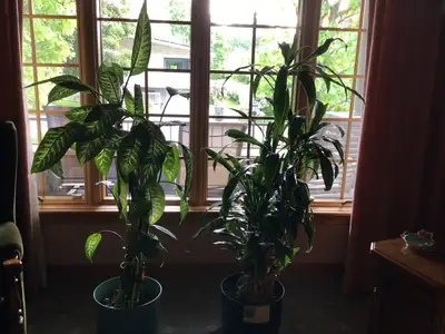 PLANTES INTÉRIEUR, POTS FLEURS, VAISSELLE, THERMOS, HUMIDIMÈTRE, View more