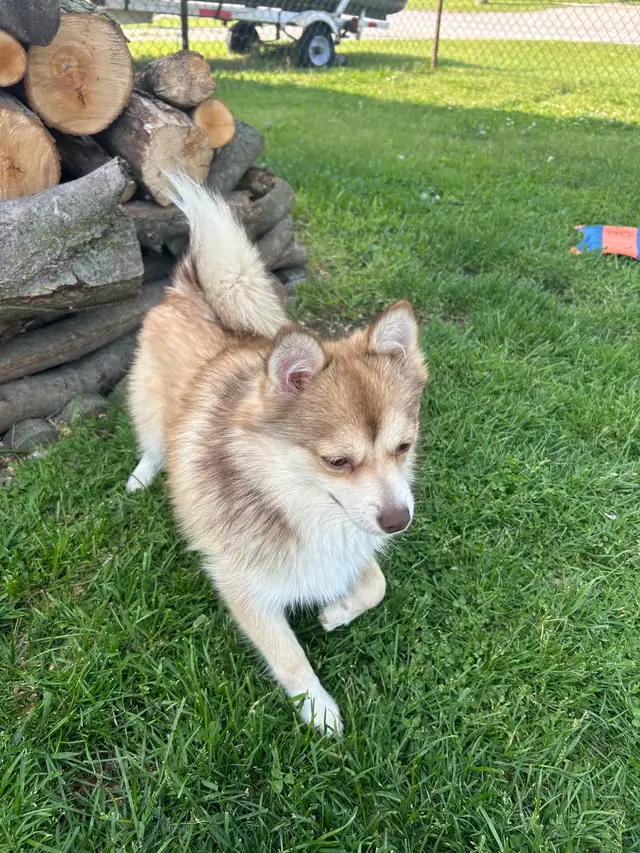 Puppies for good home!! in Dogs & Puppies for Rehoming in London - Image 8