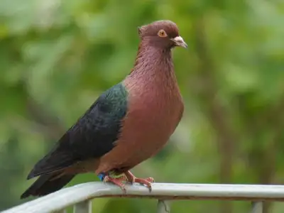 looking for archangel pigeons, View more