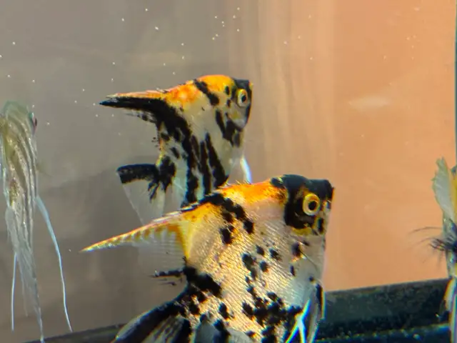 scalaire (ange) in Fish for Rehoming in Laurentides - Image 9