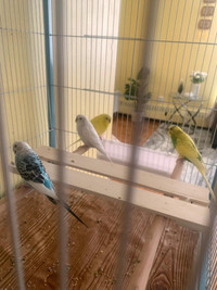 Beautiful 8 birds for sale with cage !!