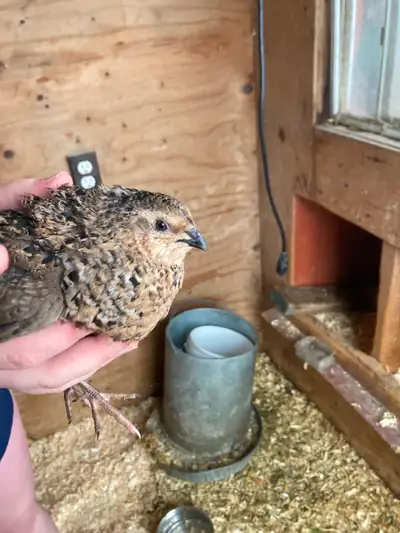 Quail trio, View more