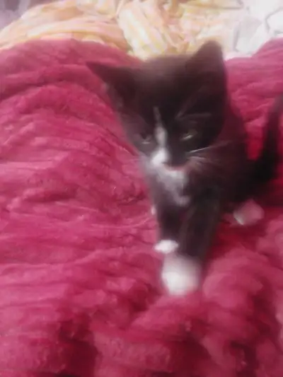 cuite kitten's , View more