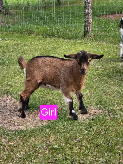 Pygmy/Nigerian dwarf kids. 6 bucklings ($225each) and 4 doelings ($250each) available. Will be weane...