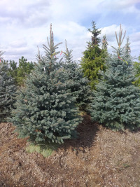 FULL TREE FARM SALES......COMPLETE SUPPLY..INSTALL.DELIVERY