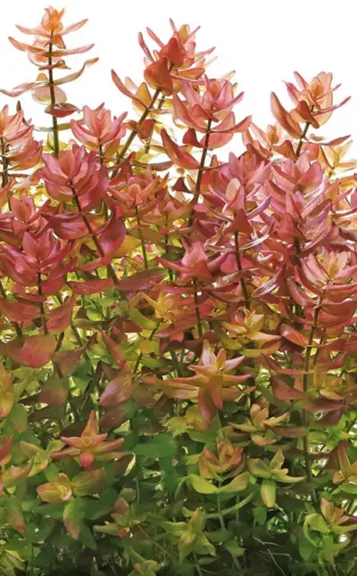Aquarium plants, View more