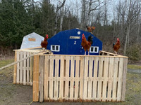 7 Roosters for sale need gone ASAP $50 each Rooster!