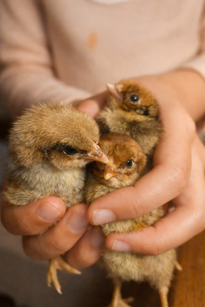 ontariohatch.ca Deathlayers Svarthöna and Ameraucana are laying now. Accepting pre-orders for Ayam C...