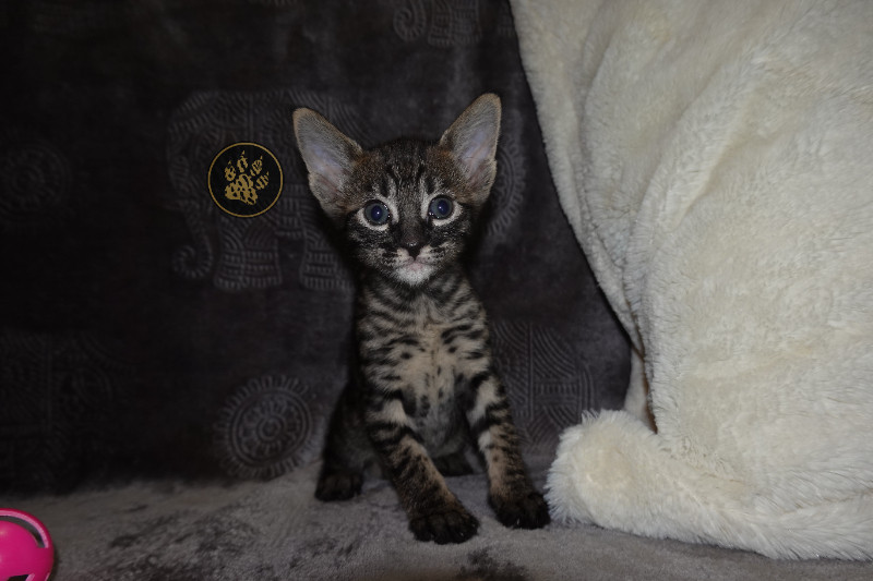 Energetic SBT F8 Savannah Kittens TICA Registered Cats & Kittens for
