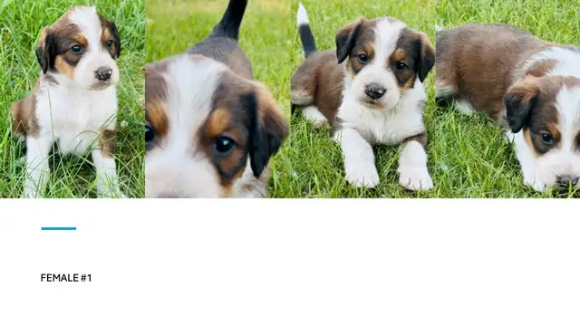 Tricolored Labrabernedoodles for sale - $250 in Dogs & Puppies for Rehoming in Winnipeg - Image 3