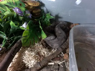 Soloman Island Ground Boa, View more