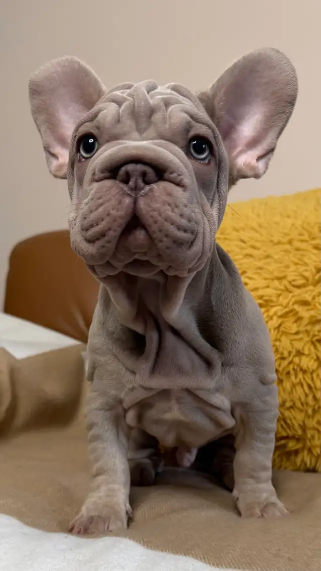 ⭐️ Velvet Isabella & Tan french bulldog - Bouledogue francais ⭐️ in Dogs & Puppies for Rehoming in Ottawa - Image 4