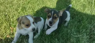 1 male Jack Russell Puppy $650, View more