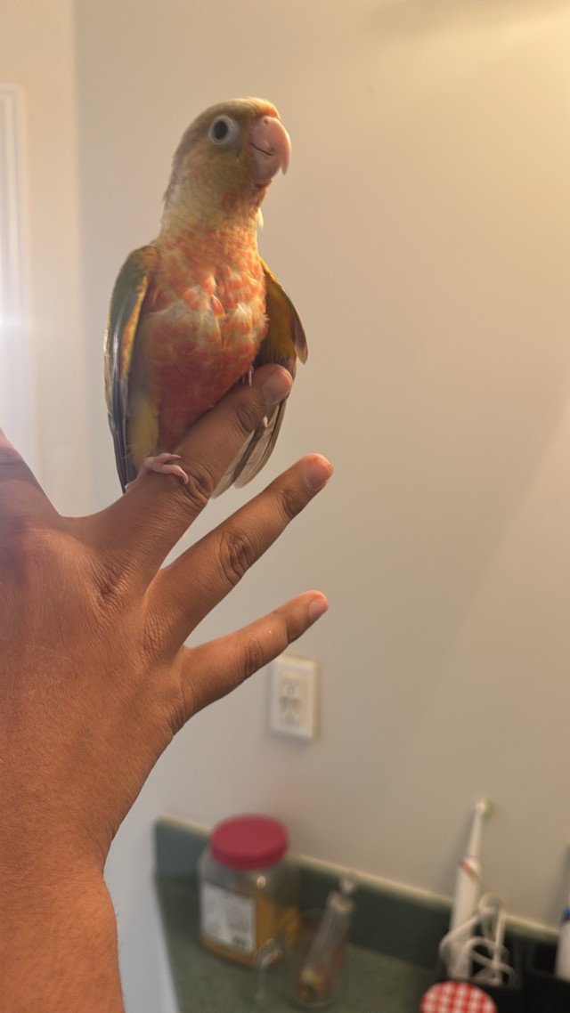 Pinapple Conure in Birds for Rehoming in Mississauga / Peel Region - Image 2