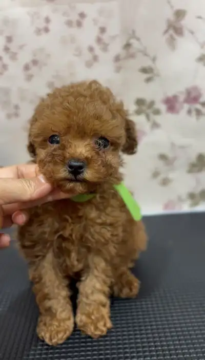 CKC registered red tiny toy poodle, View more
