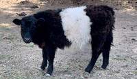 Belted Galloway 8 mo old heifer 