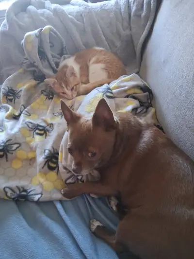 Chaton a vendre, View more