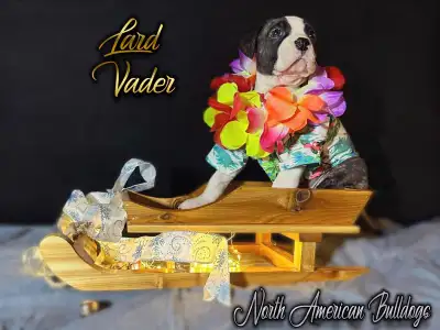 ***READY TO GO**RARE NKC standard American bulldogs, View more