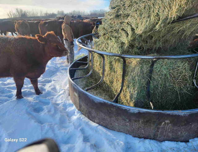 Timothy hay in Livestock in Vanderhoof