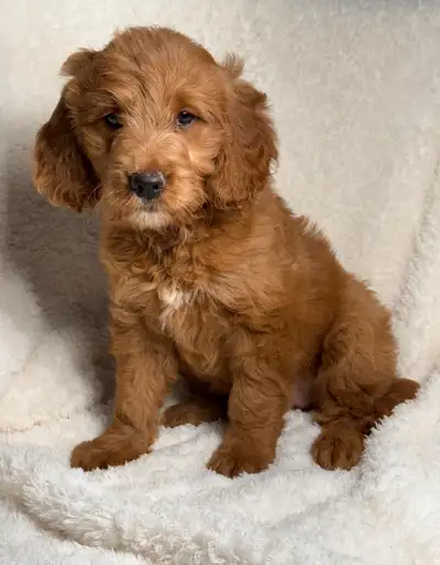Mini goldendoodle puppies, View more
