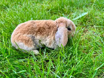 Mini Plush Lop Baby Boy, View more