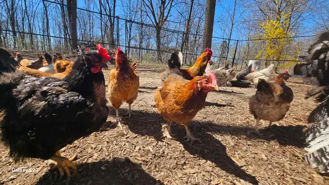 Fertilized /  Hatching chicken eggs in Livestock in Hamilton - Image 6