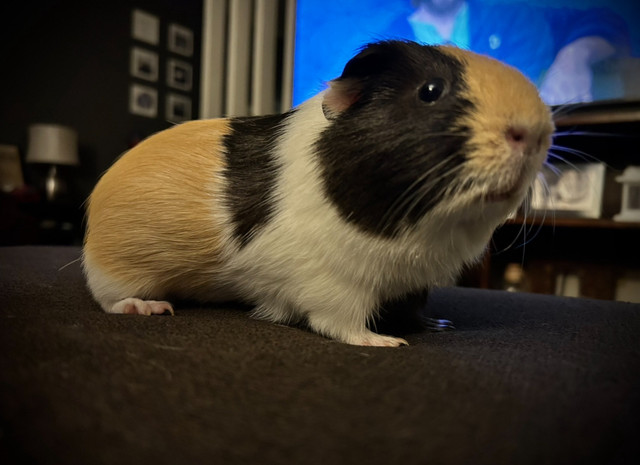 Male Guinea Pig - free in Other Pets for Rehoming in North Bay - Image 2