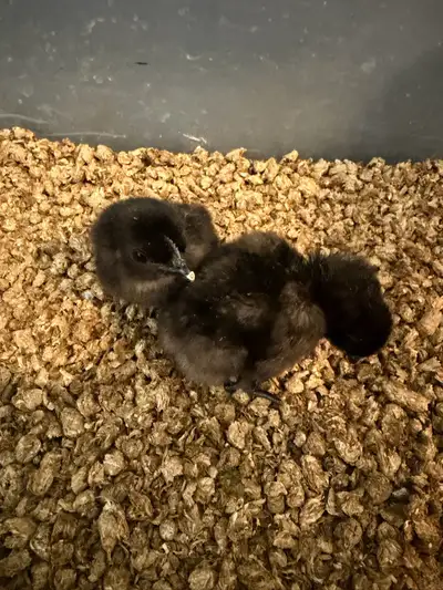 ayam cemani day old chicks, View more