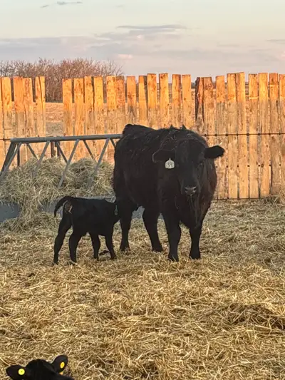 Young farmer looking for farm land. Rent, lease buy. Looking for pasture and hay land. Let me know w...