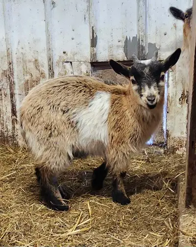 Nigerian Dwarf Buckling, View more