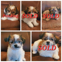 Chorkie Puppies for Sale