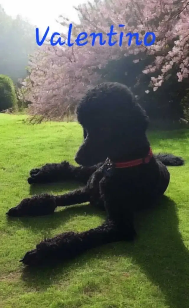 STANDARD POODLE PUPPIES!  CKC REGISTERED in Dogs & Puppies for Rehoming in Vancouver - Image 7