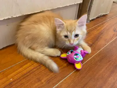 Rehoming  2 male kittens, View more