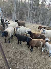 Replacement ewes 