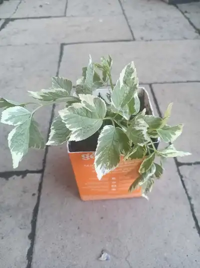 Variegated Goutweed Plant, View more