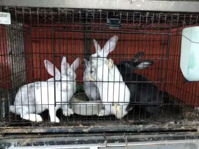 Meat rabbits, New Zealand / American Chinchilla mix, born this spring. Ready for breading or meat