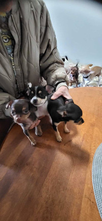 3 Female's Mixed Chihuahua & Miniature Puppy's 